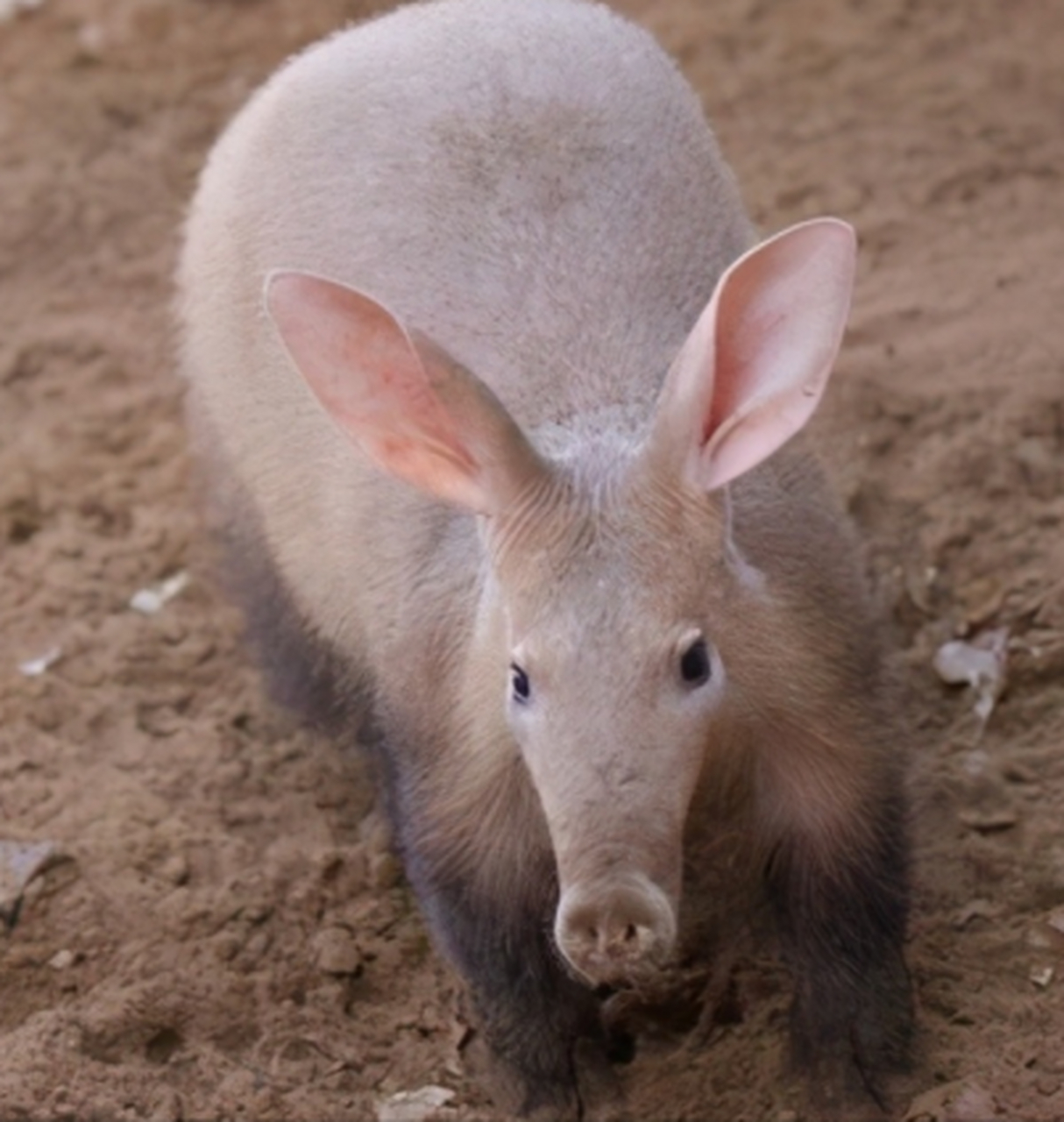 是一个挖洞小能手,因为鼻子长得像猪鼻子,所以才起名叫土猪或土豚