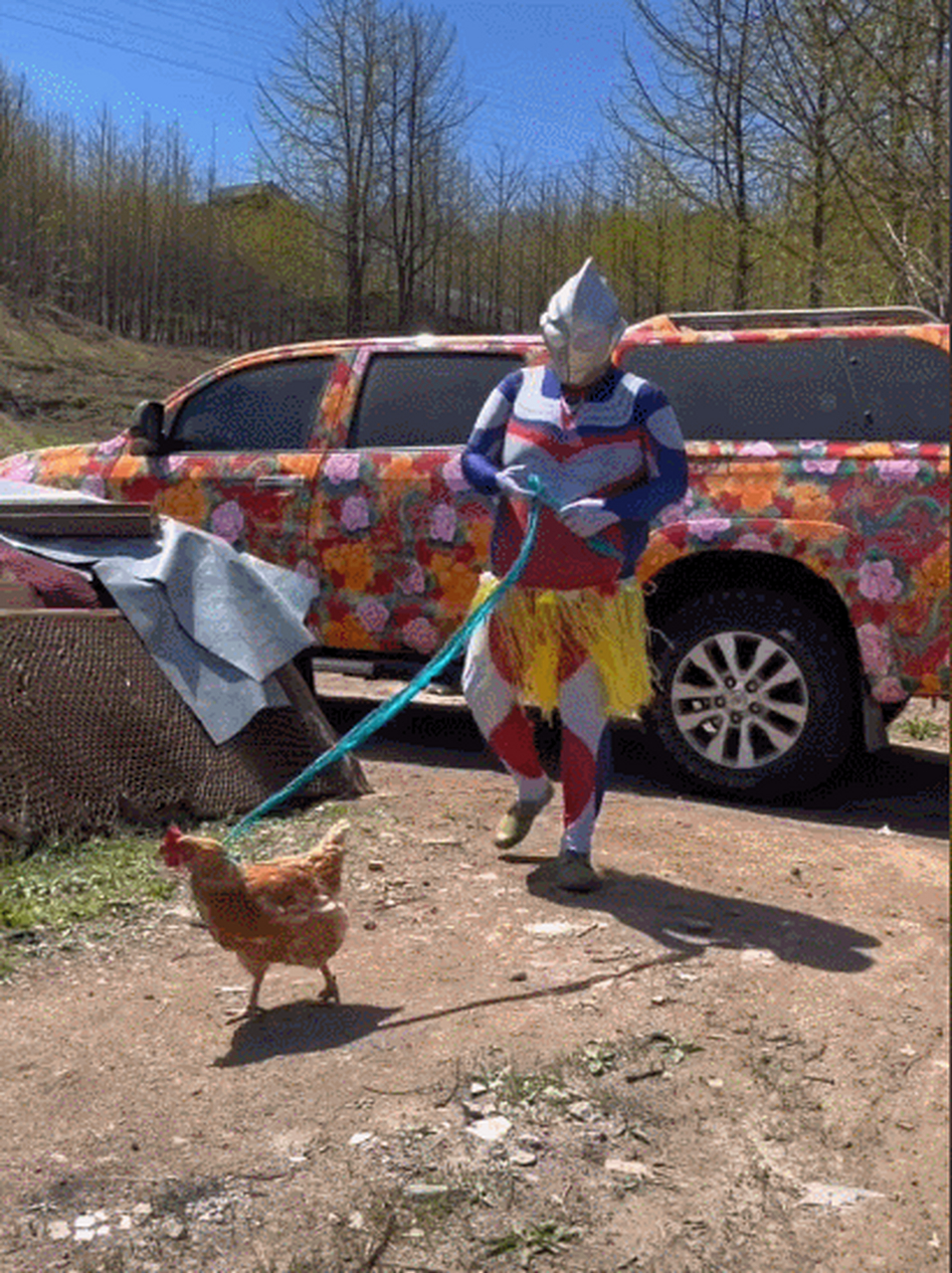 《奥特曼退休生活之"遛鸡儿"》