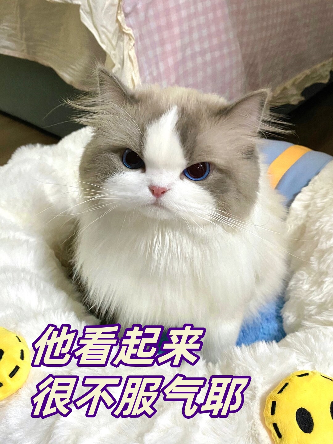 不仅不认错还一脸不服气的样子甚至假装睡着了
