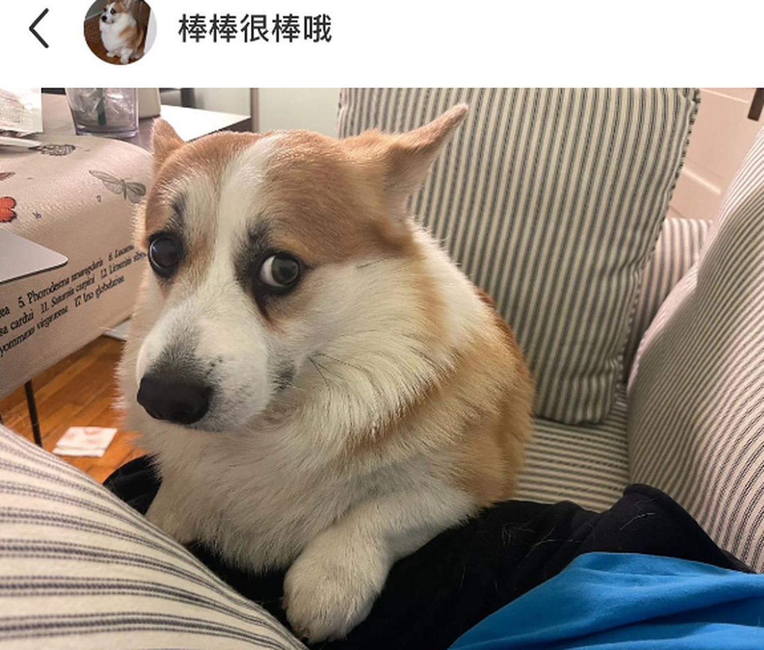 这个狗狗祟祟的眼神,怎么看怎么觉得它心虚