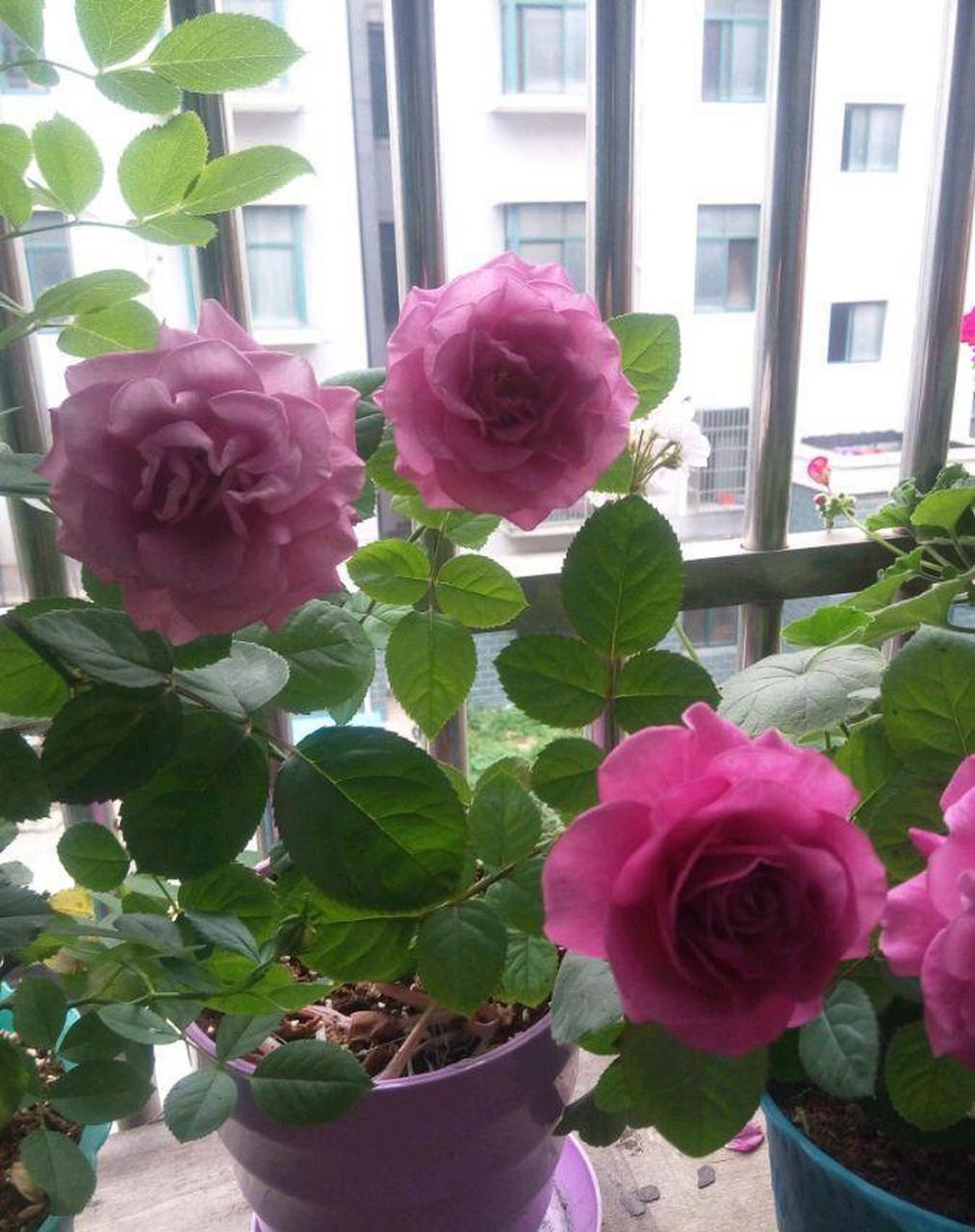 北阳台养月季花,就选"冥王星阳台",比较耐阴的微型月季,植株高度只有