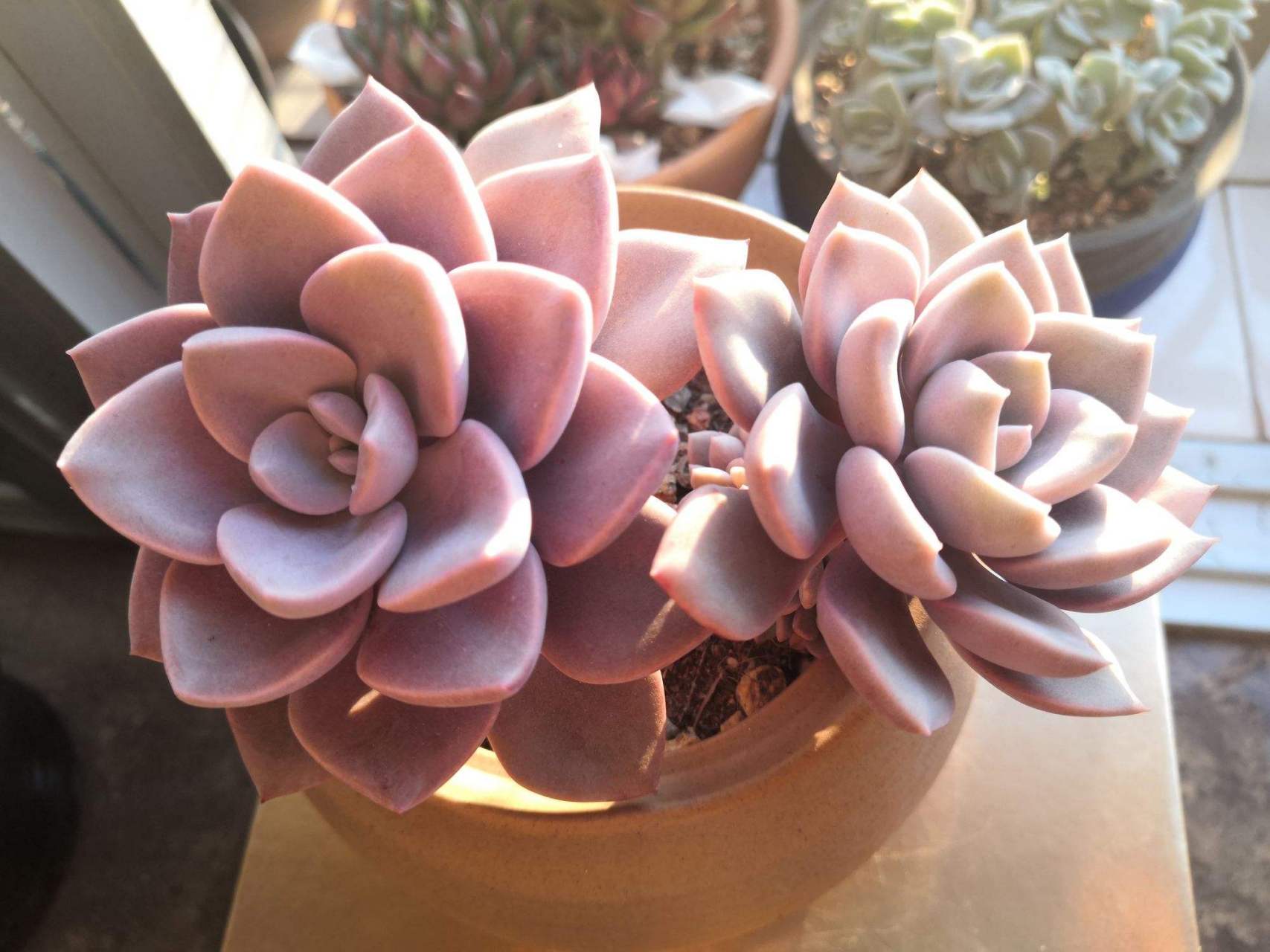 带你认识多肉——黛比 黛比是风车草属 x  拟石莲花属 中型品种,冠幅