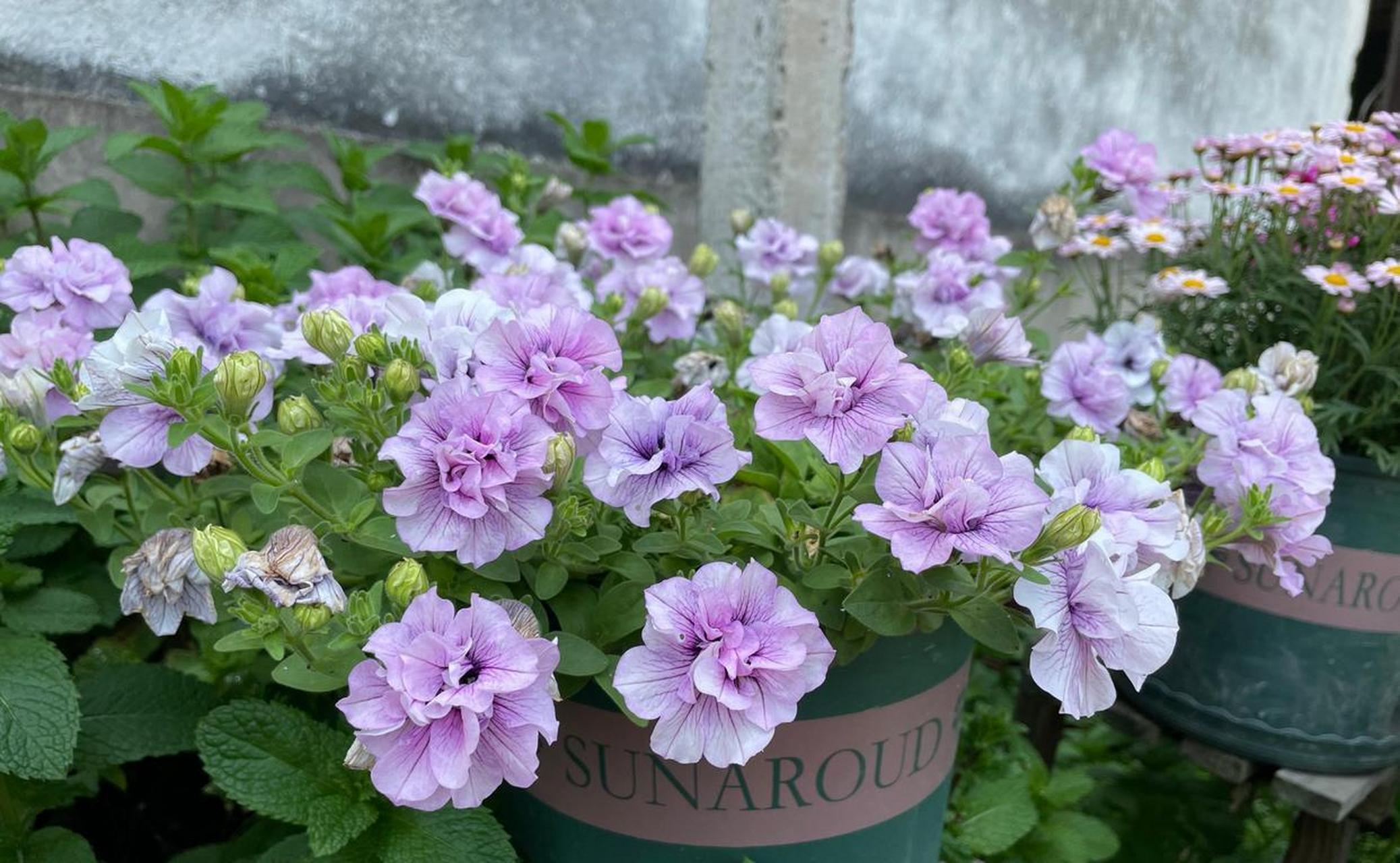 超级矮牵牛"重瓣冰淡紫",优秀的垂吊盆栽草花,植株低矮长不高,枝条