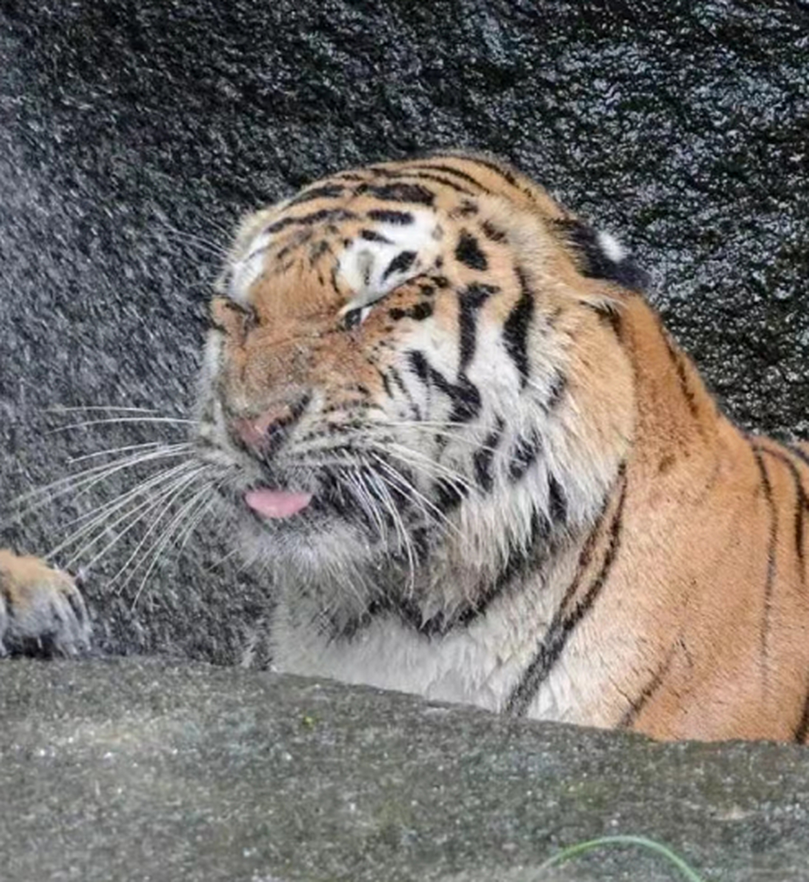 右边的老虎;烦死了#搞笑趣味图