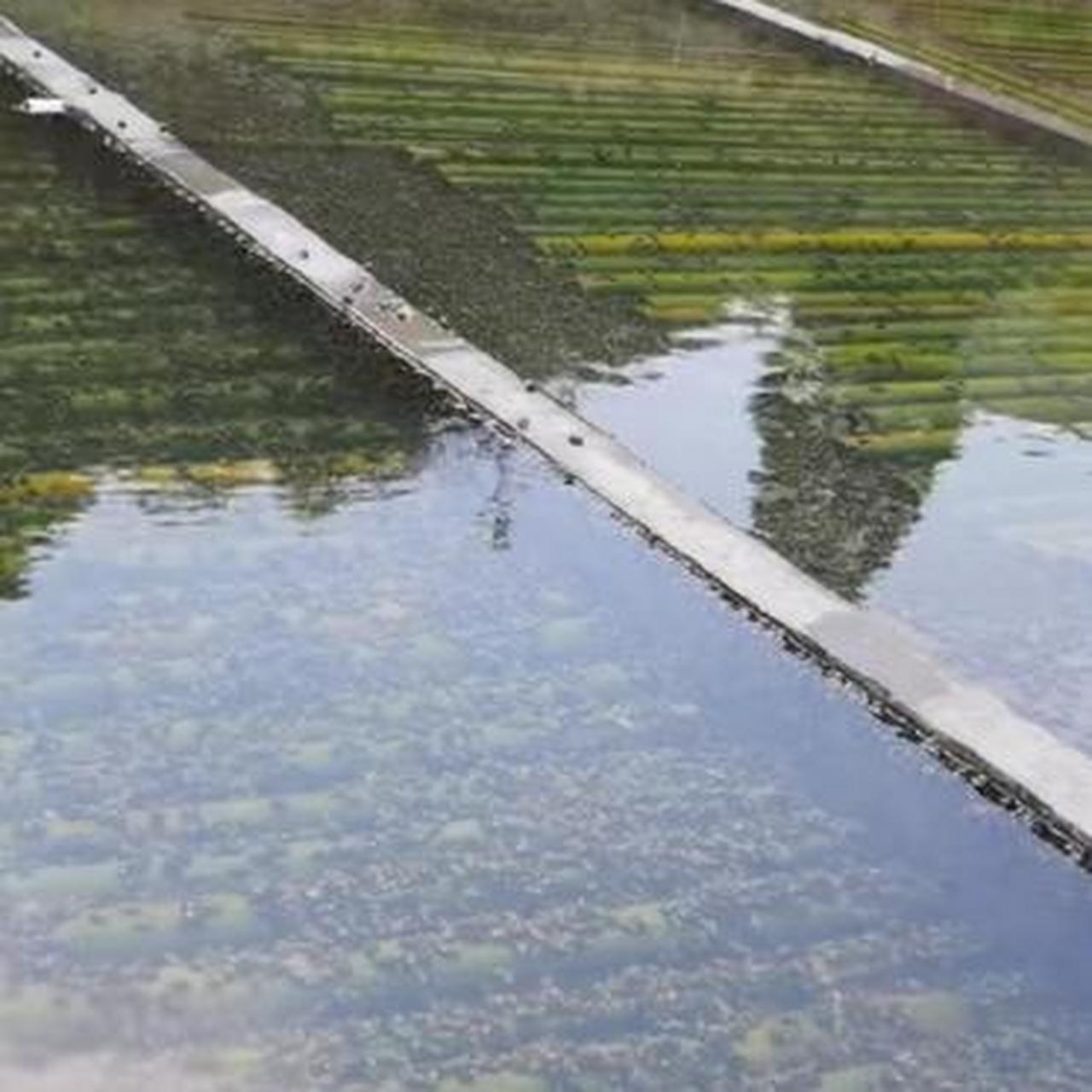 来朋友家看到,原来石螺是这样养殖的啊!