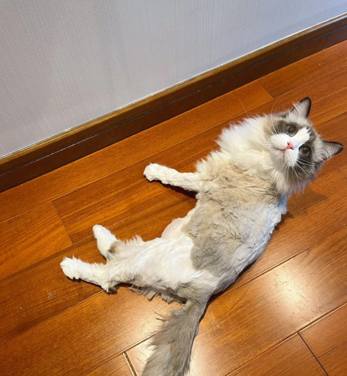 布偶猫剃毛和不剃毛的差别能有多大?
