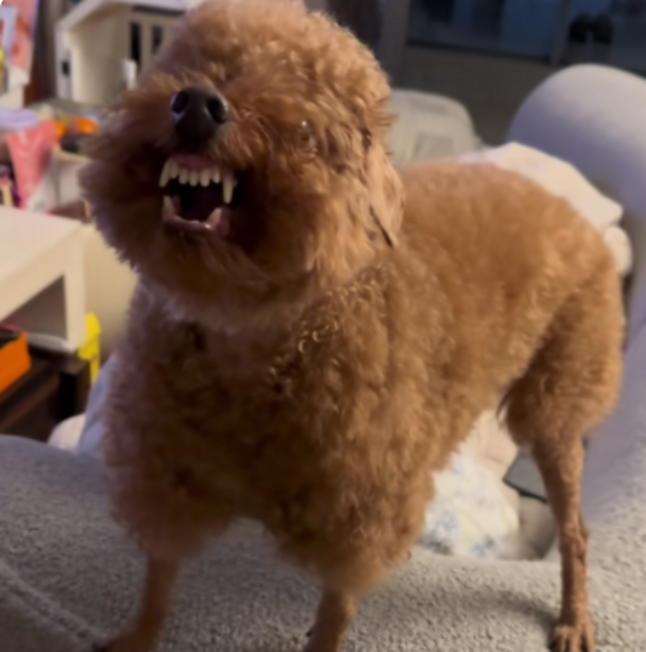 泰迪:我其实是很凶的,不信你们看!