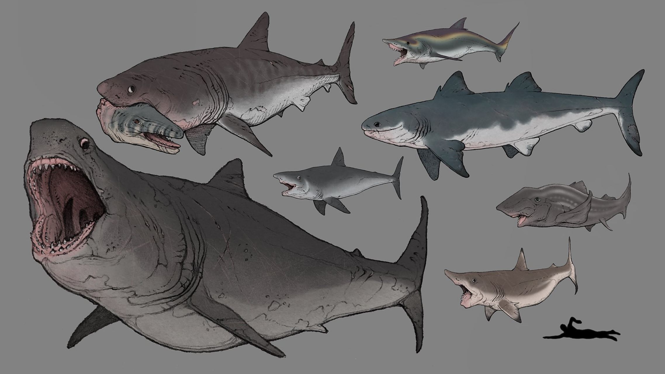 那些生活在史前海洋中的巨鲨们,有巨齿鲨,白垩刺甲鲨,旋齿鲨,剪齿鲨
