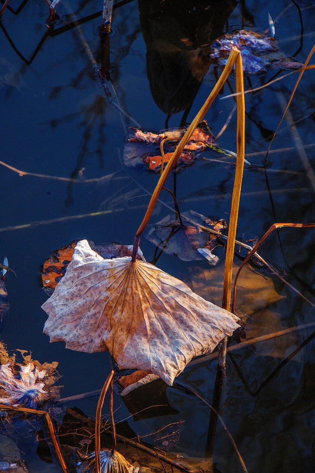 枯萎的荷叶虽然失去了色彩,但在残光中却更加透明.