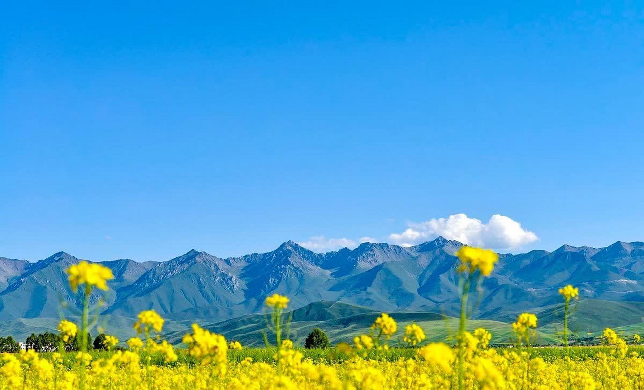 青海的油菜花海,在高原湖畔的蓝天下,无论远近都是一道美丽的风景.