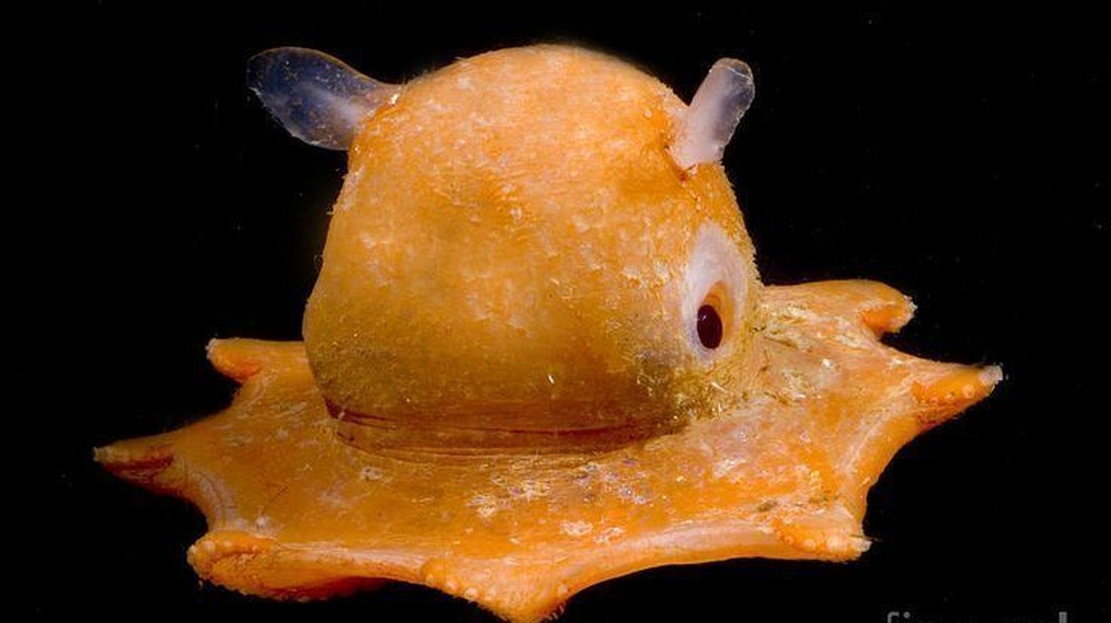 五种奇特海洋生物,你觉得哪种最有趣? ①您看得出来这是只章鱼吗?
