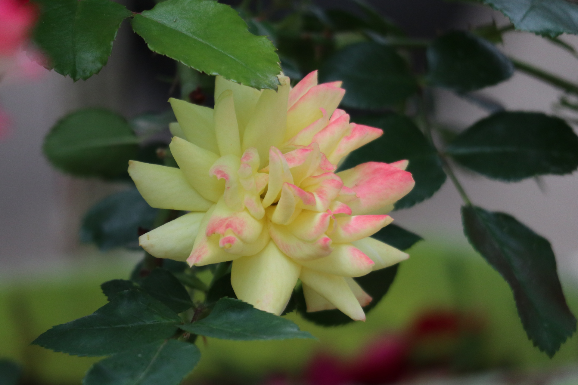 原创摄影之混色月季#金秋图文动态创作节