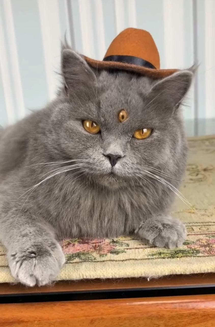 猫的眼睛好酷啊,它有三只眼睛. 这就是猫界的"二郎神"吗?[左捂脸]