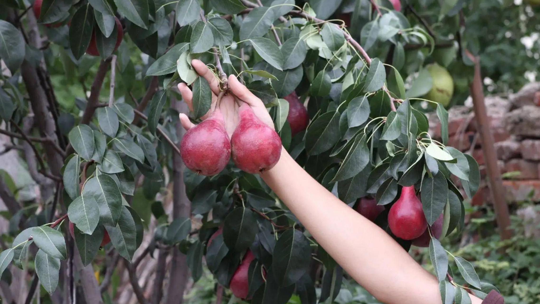 广东王女士84岁,身体很好,一直坚持这6个好习惯:   1,早上不喝白粥; 2