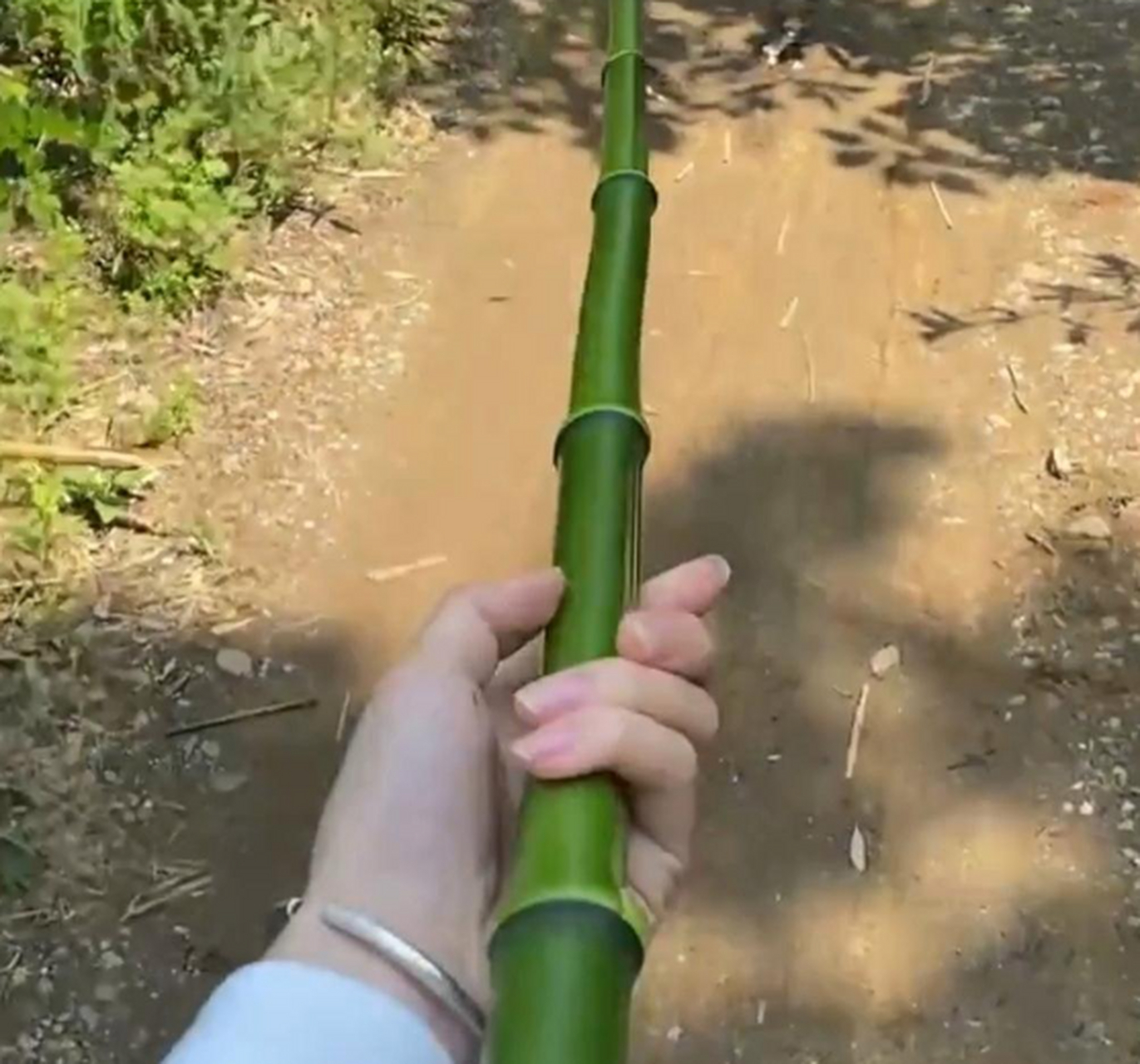 今天在地里捡到一根绿竹杖,这也太直了!