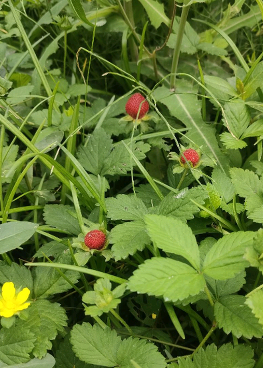 这种野草莓能吃吗,好像是不能吃的