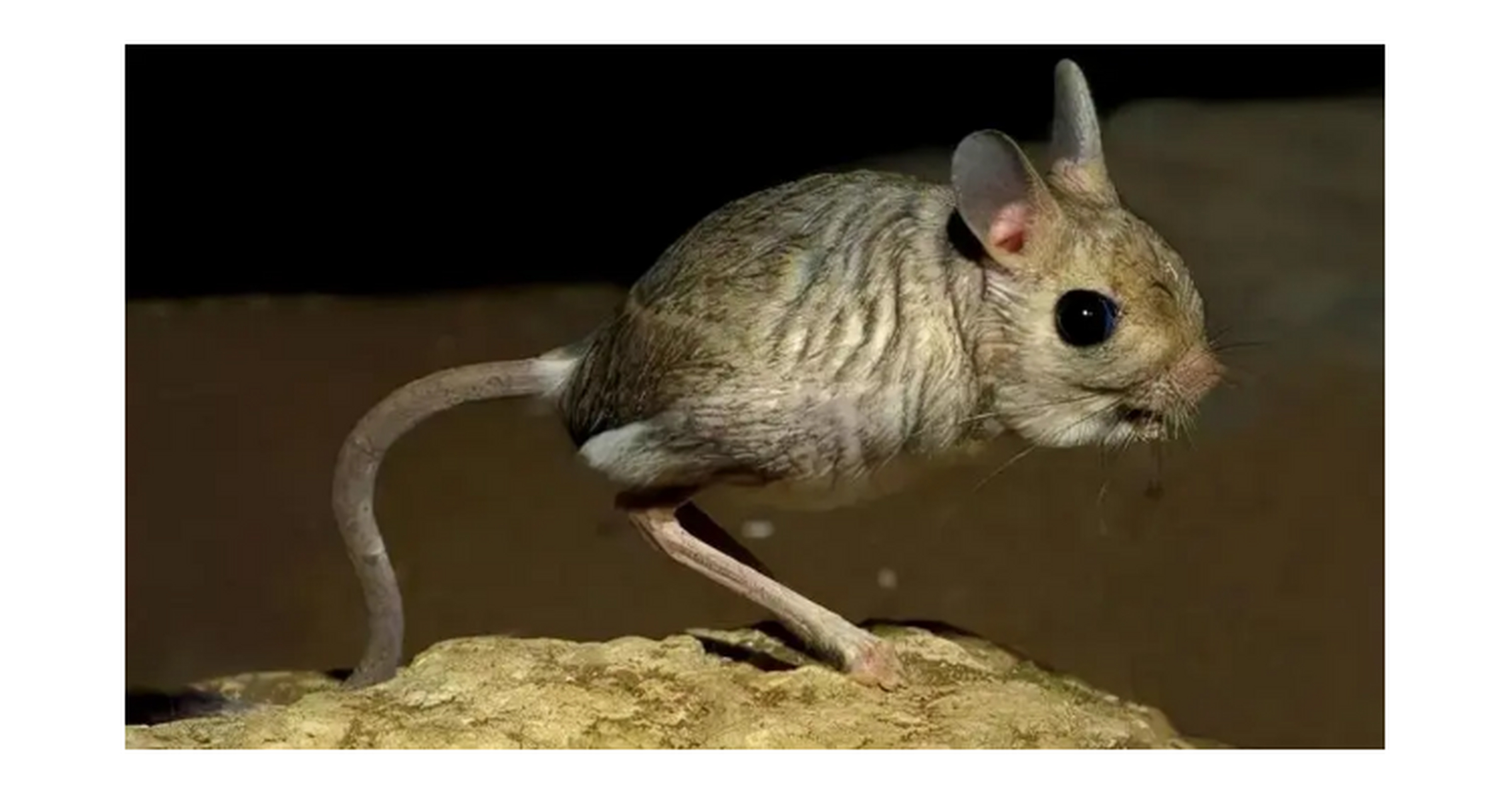 全球最奇怪的植物 巨泡五趾跳鼠.原产于中国和蒙古.通过后肢来辅助的,