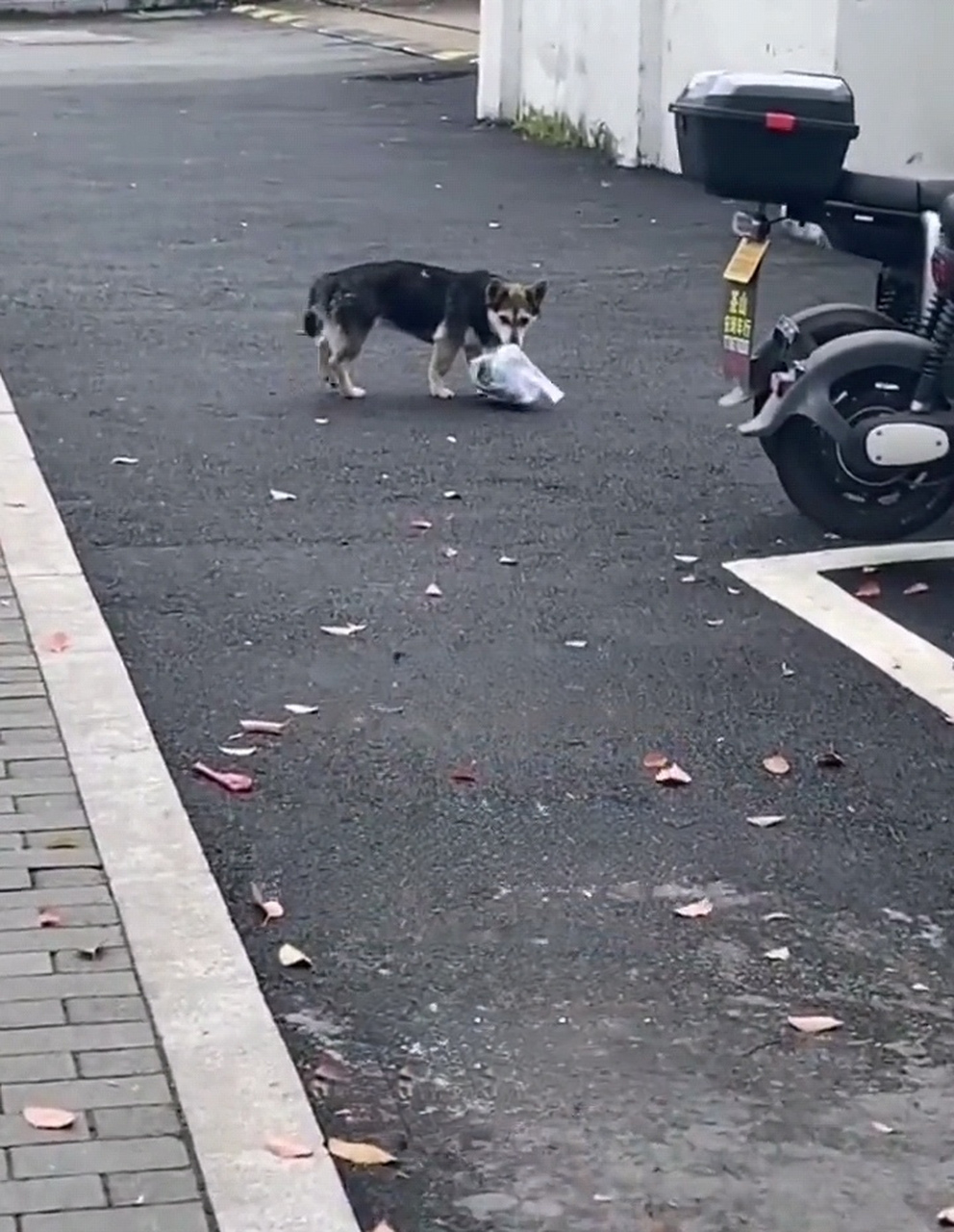 狗子偷外卖已经是老手了,该怎么制服它