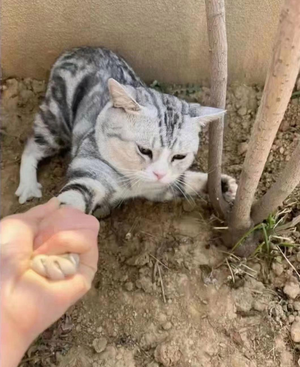 我有好多的小鱼干你要不要跟我走.