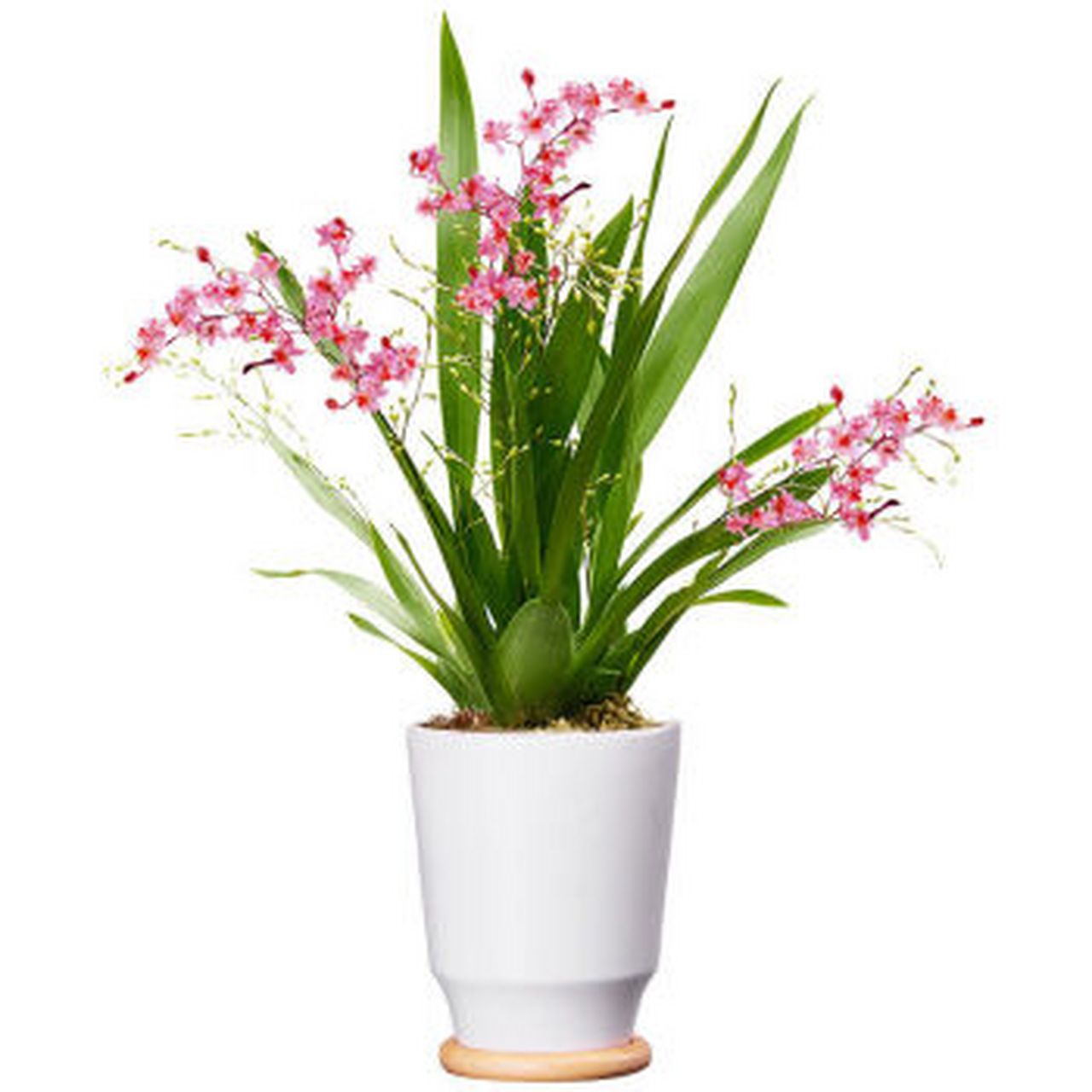 大家好,我今天要给大家分享关于盆栽跳舞兰的养殖方法和注意事项.