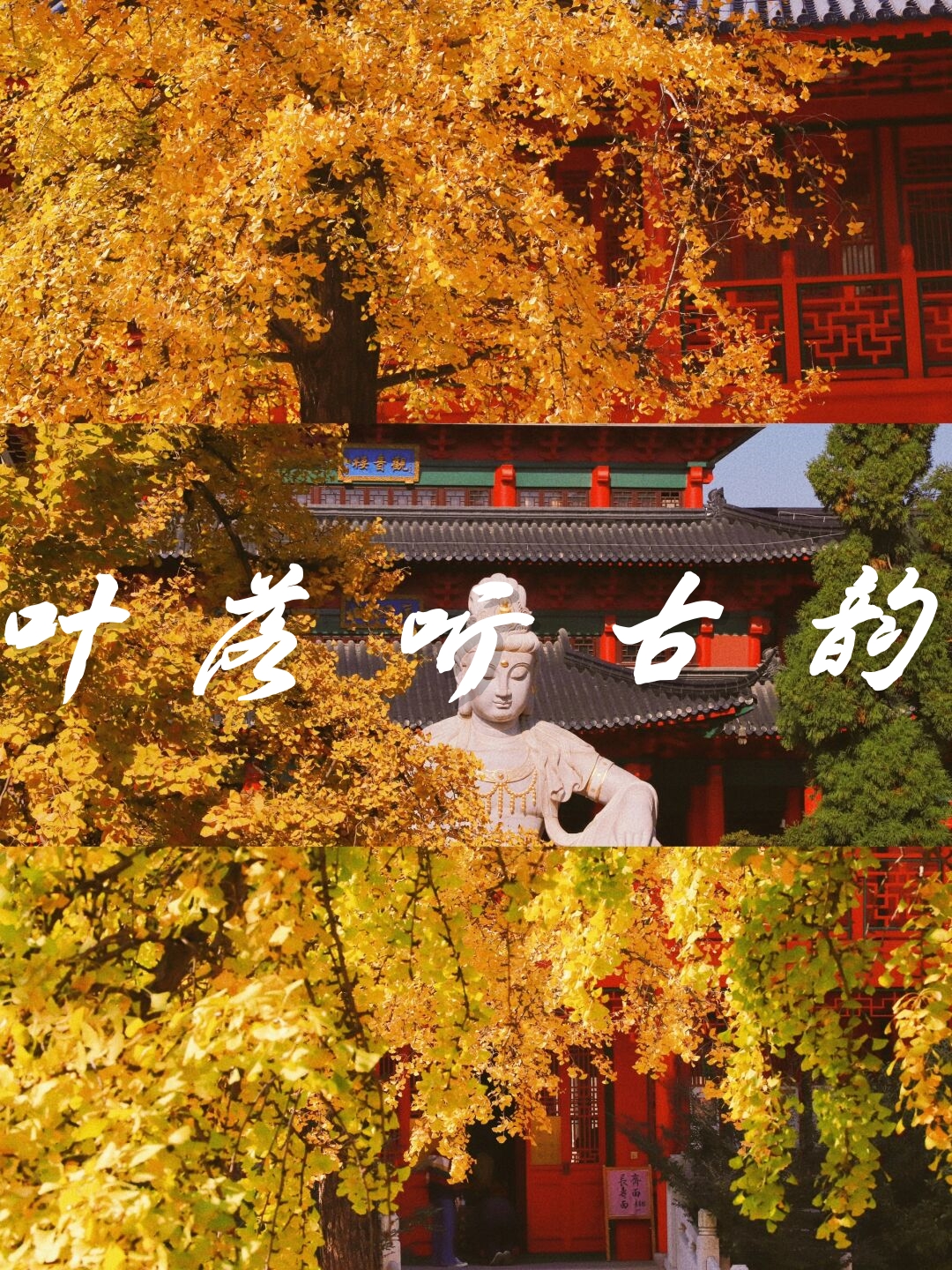毗卢寺的银杏已经进入了最佳观赏期寺内有