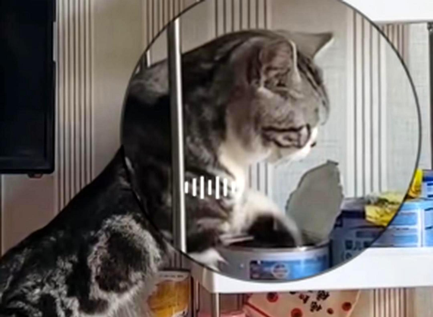 这只偷吃奶粉的猫好奇地想知道这个盖子是如何打开的.