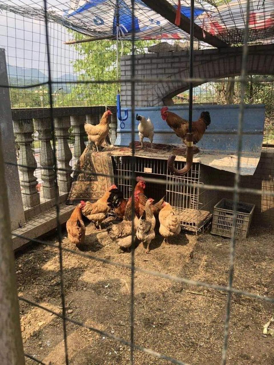 我的朋友告诉我说,他家的邻居在小区里养鸡,这确实让人感到不适.