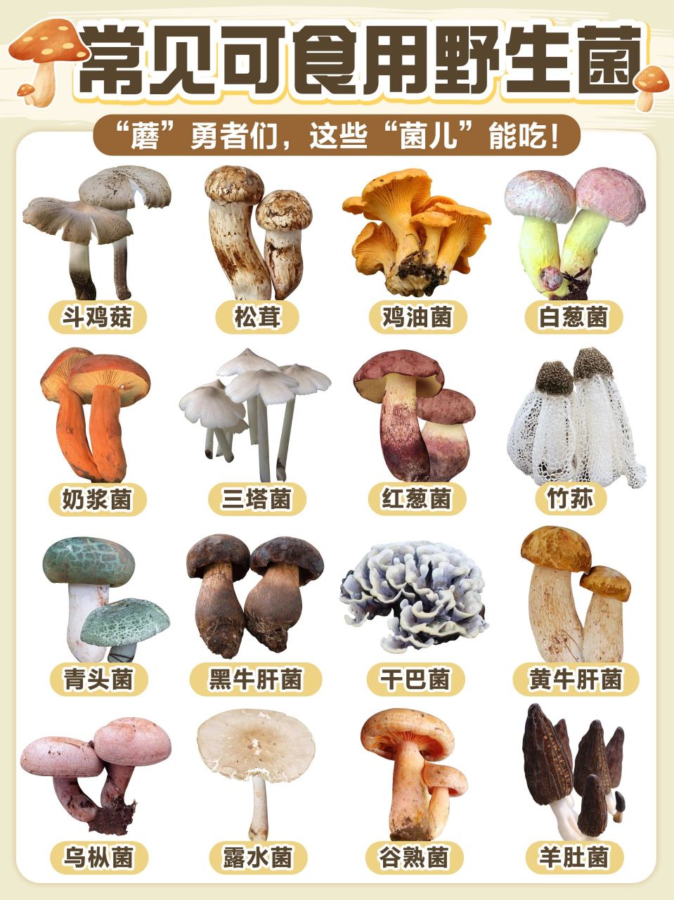 菇类 名字图片