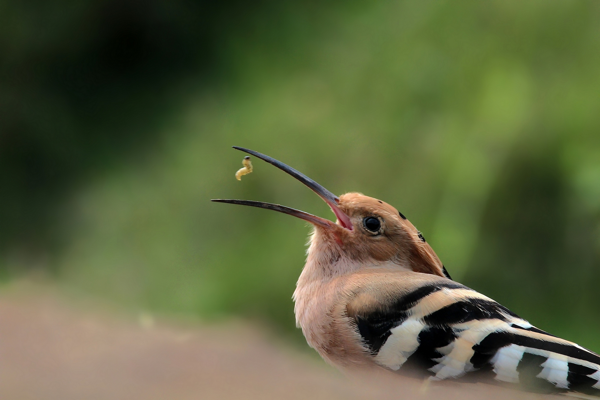 的戴胜鸟吃虫的精彩表演,在草丛里戴胜鸟三下五除二就把虫子掏出来了