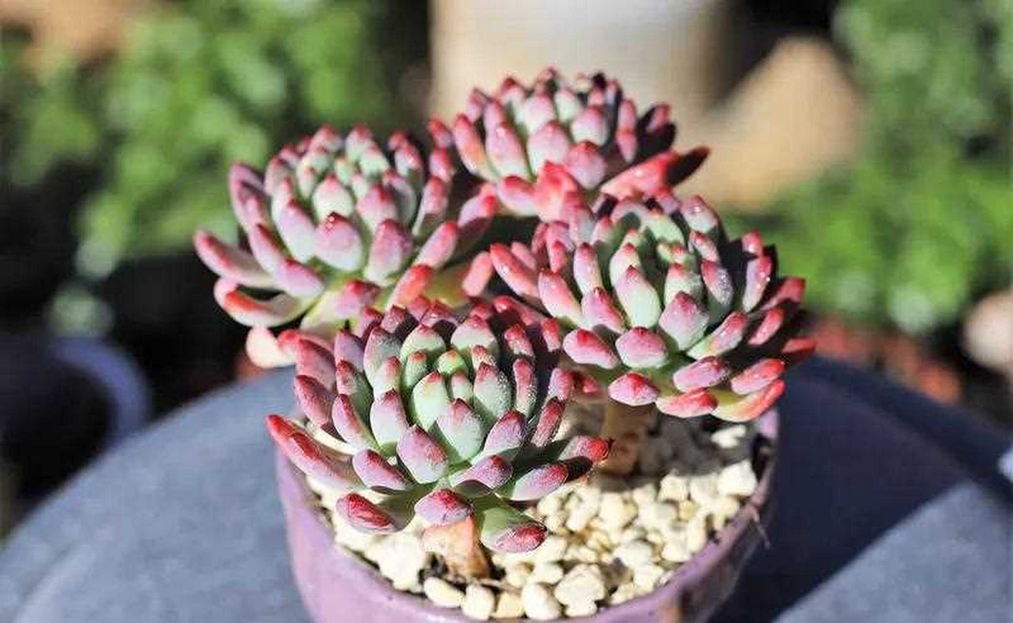 蓝苹果是景天科的一种多肉植物,又叫蓝精灵,是一种夏型种的多肉植物