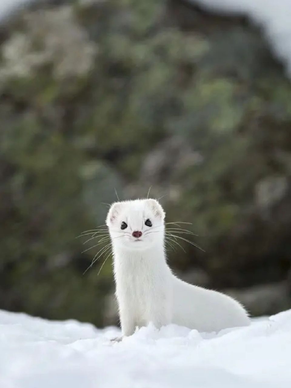 名称:雪貂(mustela pulourius furo) 别名:林鼬地中海亚种,地中海雪貂