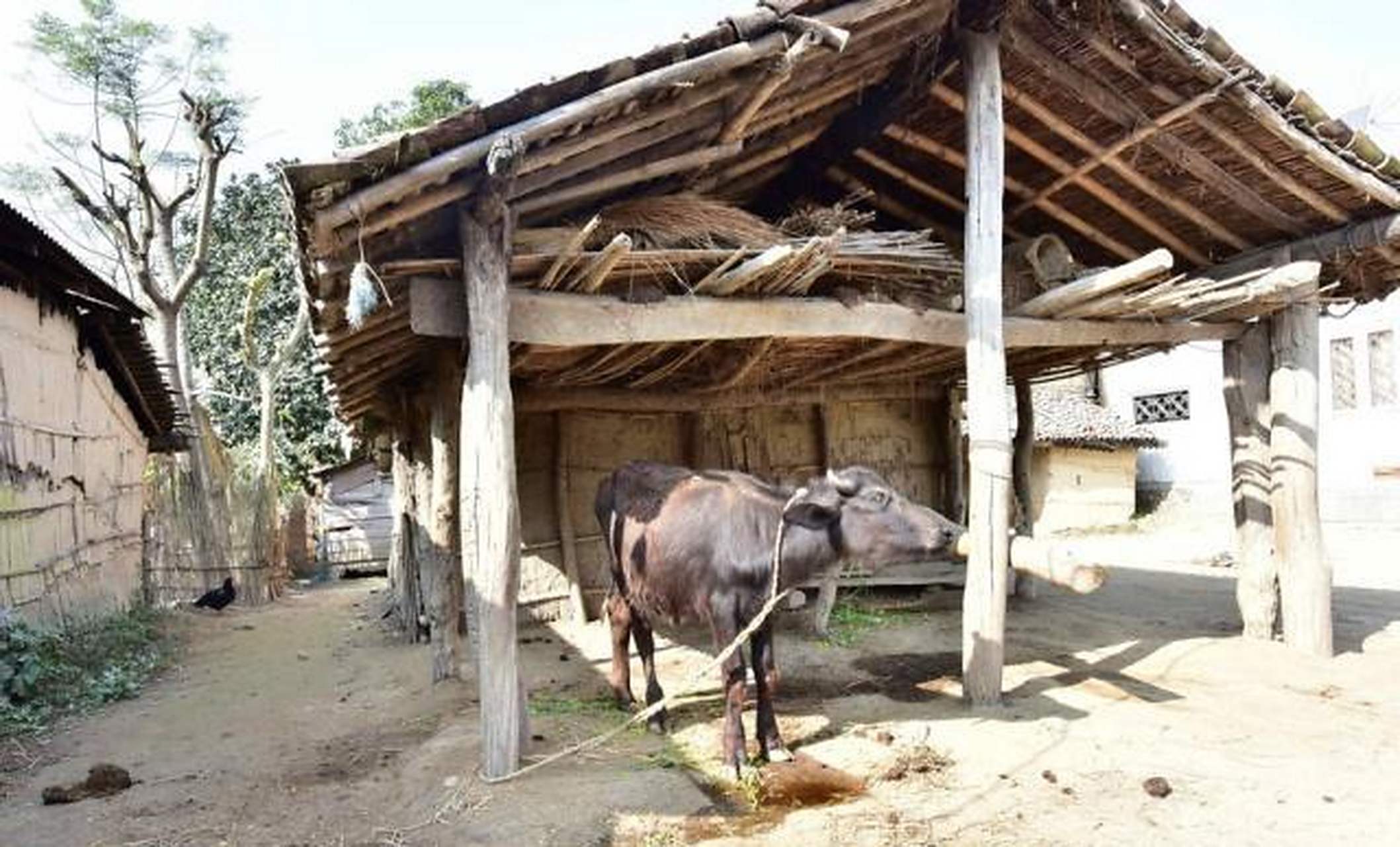 牛棚虽简易,牛却很值钱