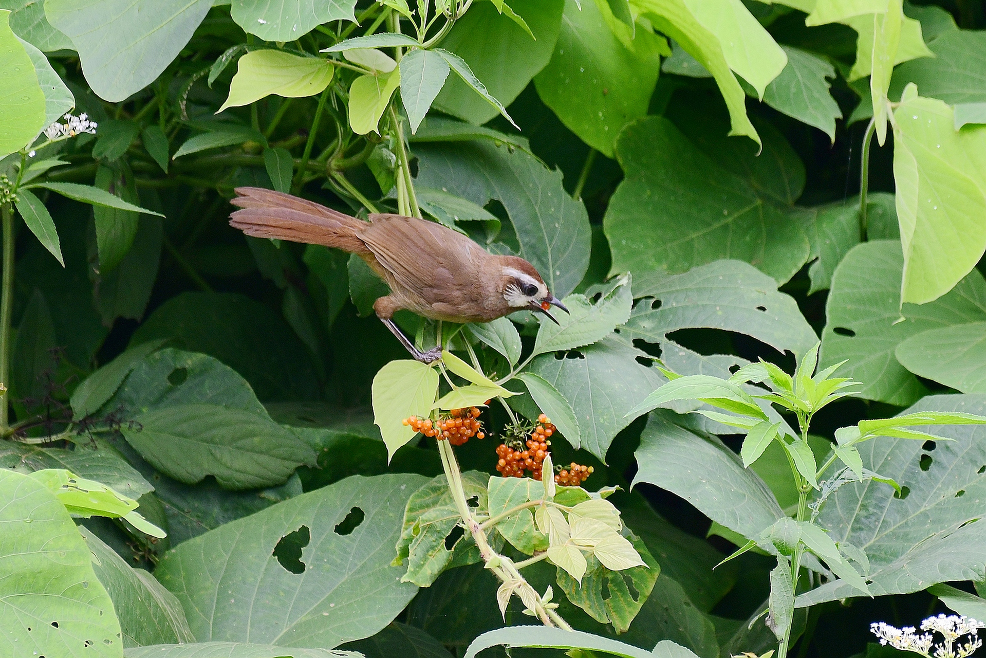 土画眉就是白颊噪鹛,正在吃一种红红的野果子,突然传来一种鸟叫声,就