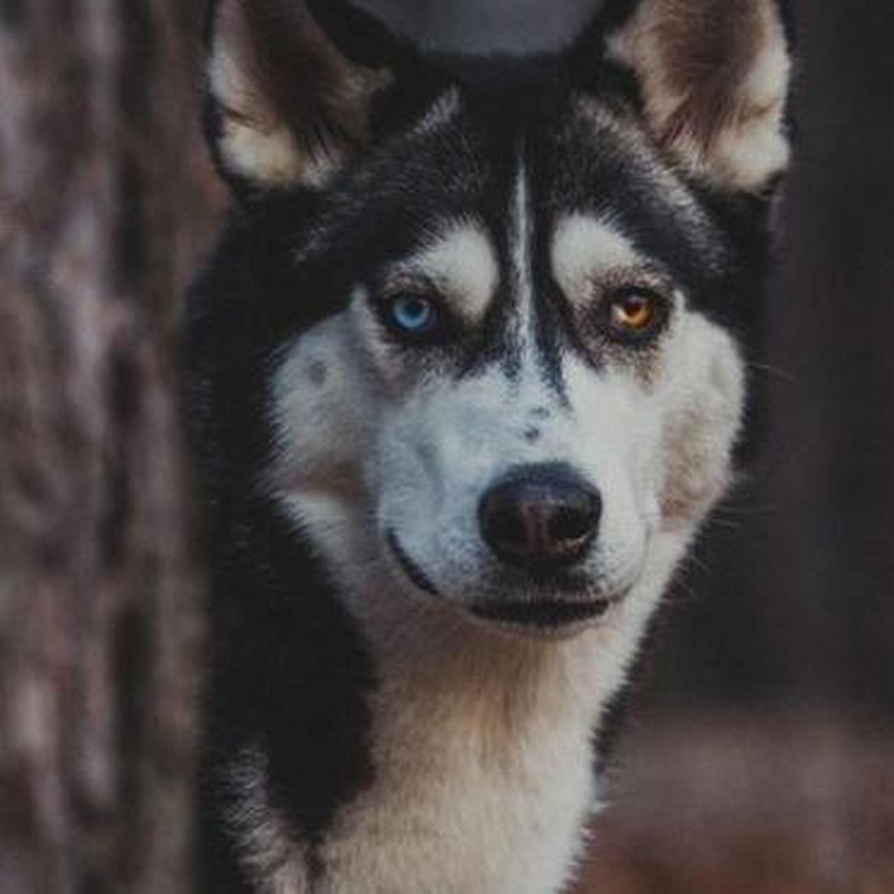 哈士奇和狼有什么关系吗?为什么 长的这么像