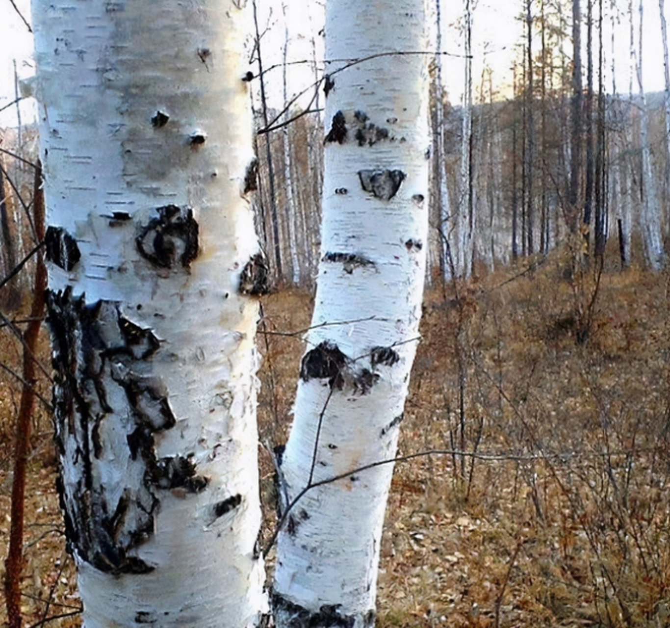 铁桦树是世界上最硬的树,它的硬度如钢铁一般,子弹打在这种木头上,与