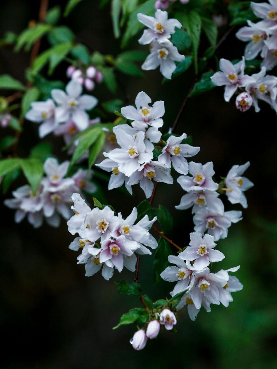 心生柔软的高原野生粉红溲疏,雨季的高山里,冷不丁,斜里就是一只粉红