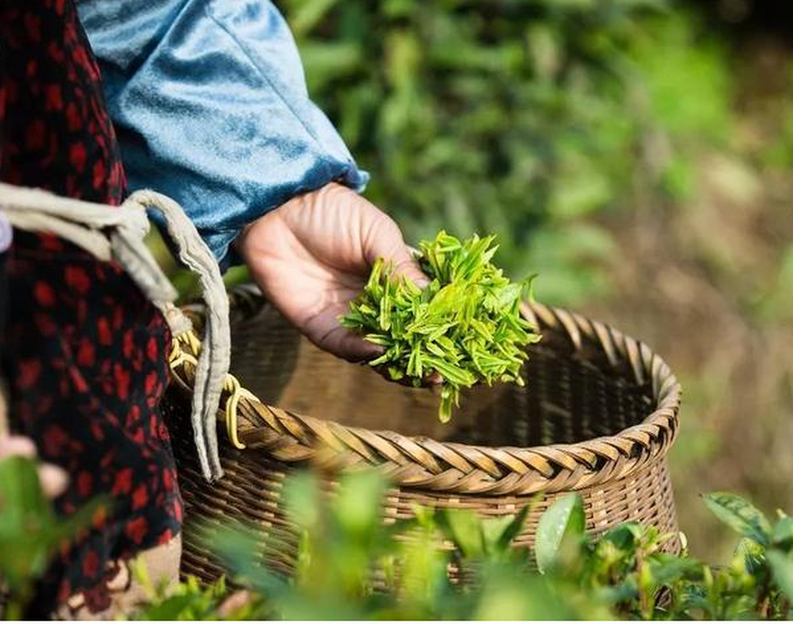 广东谷雨节气吃莲藕糖水#广东谷雨节气的特点和风俗# 广东人在谷雨