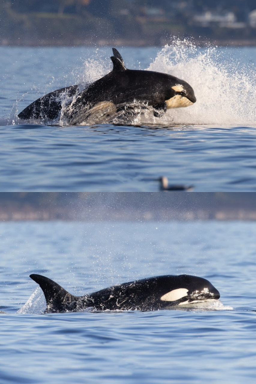 快乐时刻:虎鲸开心的模样  在解决了午餐之后,西海岸过客型虎鲸t109a2