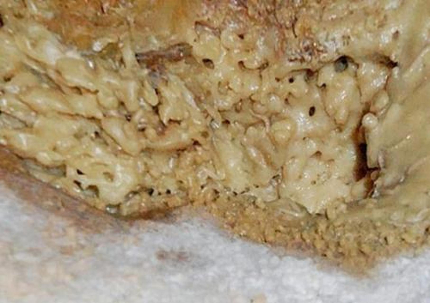 4月放肆吃#活蛆乳酪:在世界十大奇葩食物中活蛆乳酪发源于意大利,它