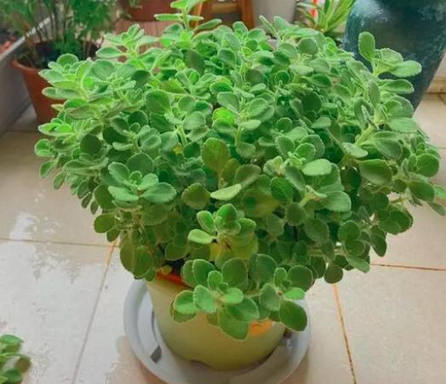 碰碰香是一种多浆植物,叶子肥厚,纹理清晰,能散发出一股独持的香味,有