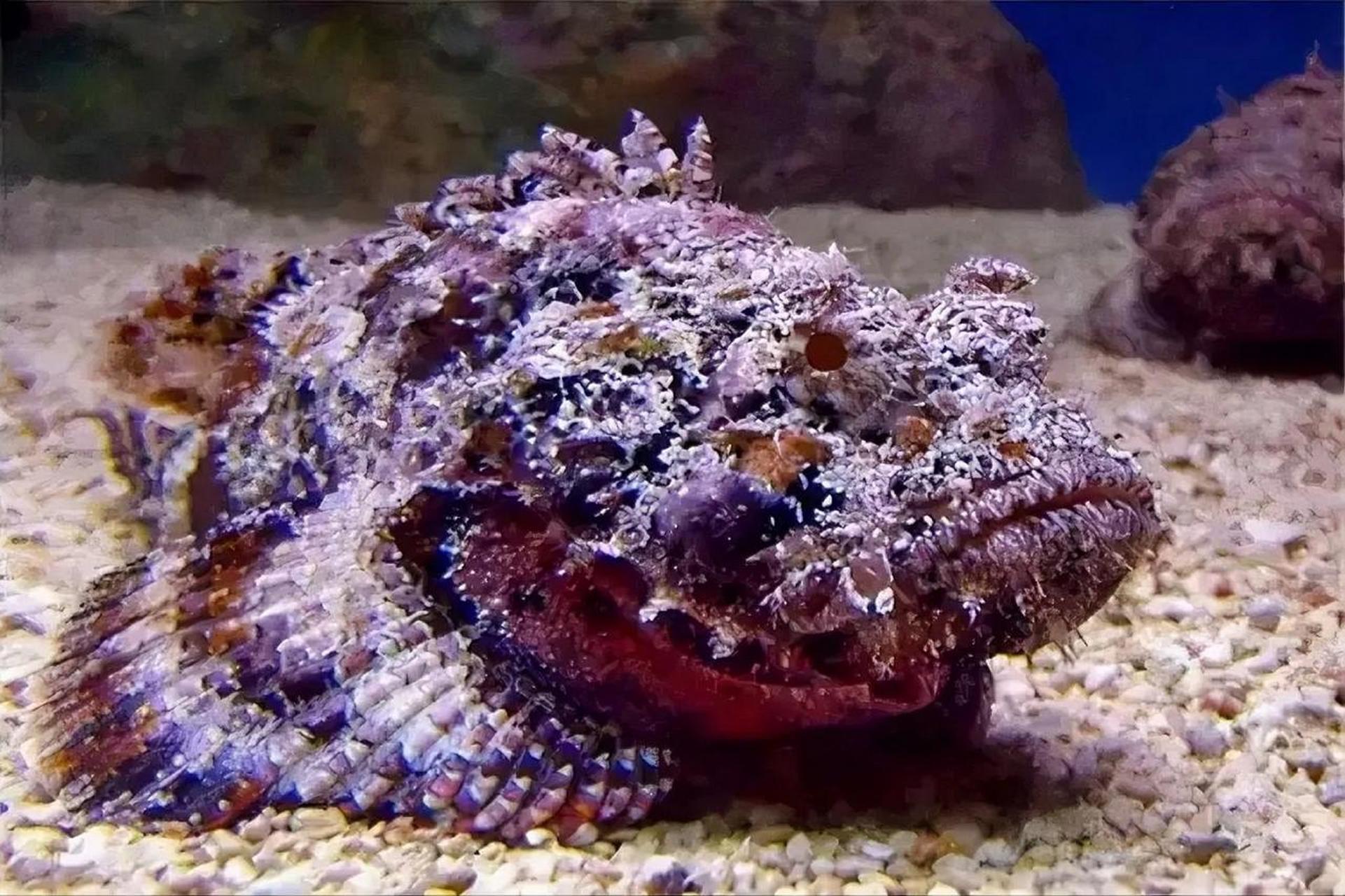 毒鮋,是一种暖水性底层鱼类,隶属于硬骨鱼纲鮋形目毒鮋科.这种鱼被列