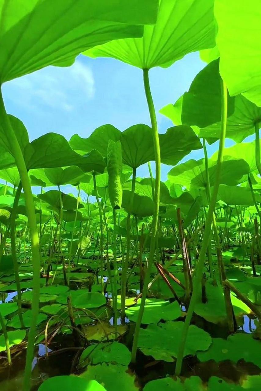 没有什么比这一塘碧绿的荷叶更能治愈人心了,真的让人心情舒畅啊!91