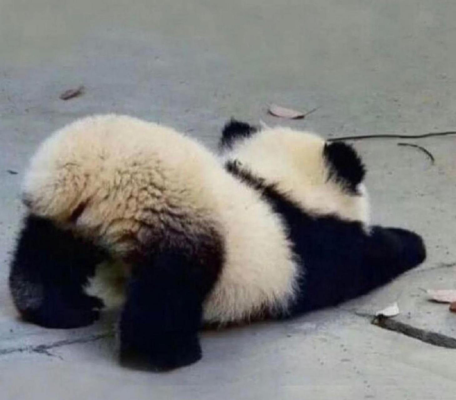 原来猫科动物伸懒腰都是一个喵样,可大熊猫也会这个动作,那它到底是熊