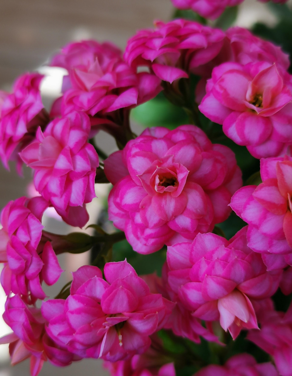 秋天开始,进入长寿花的"主场",这个品种名叫"达科塔",这两年很火的新