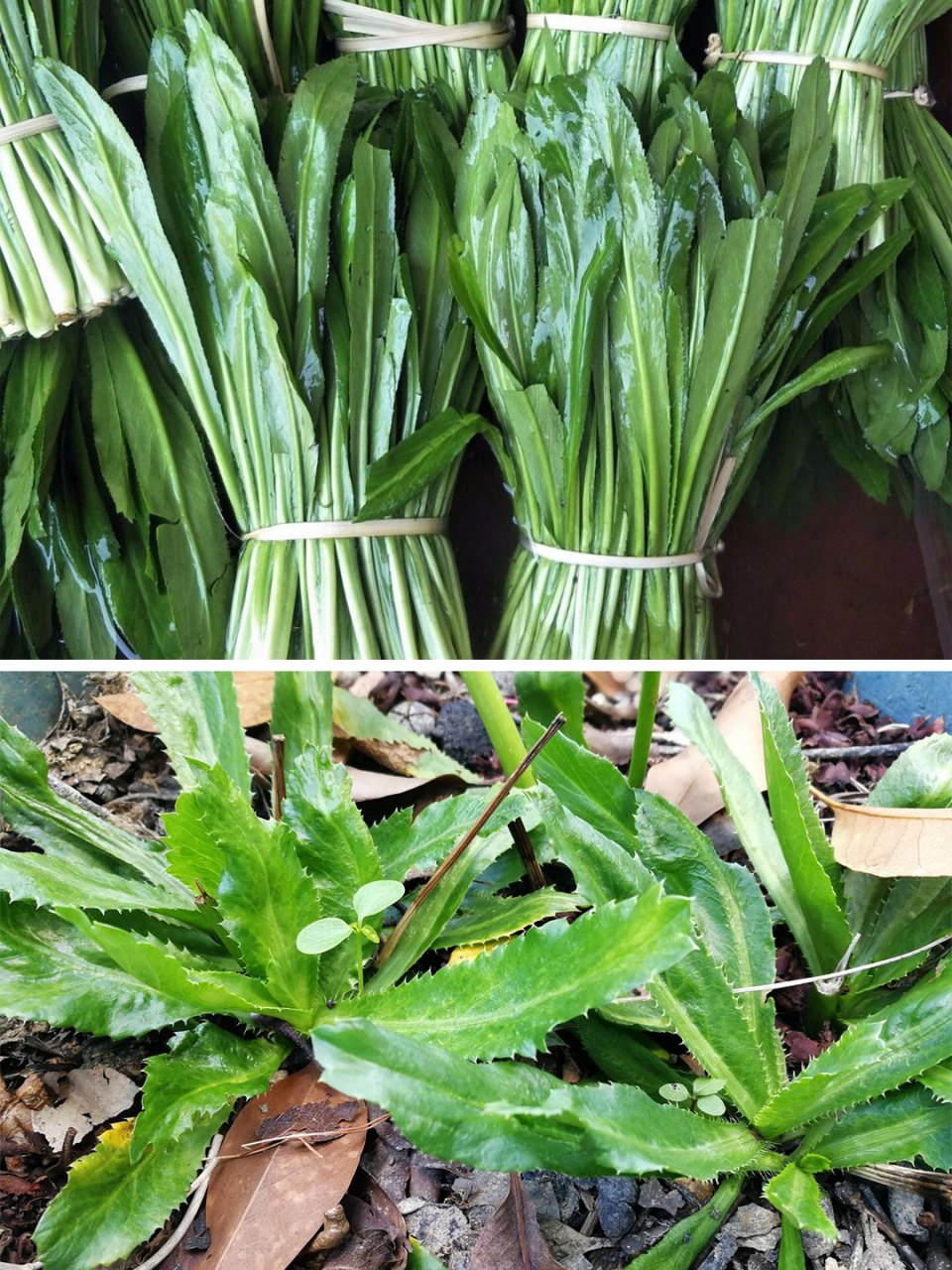 香菜,大芫荽,香菜控必须尝尝