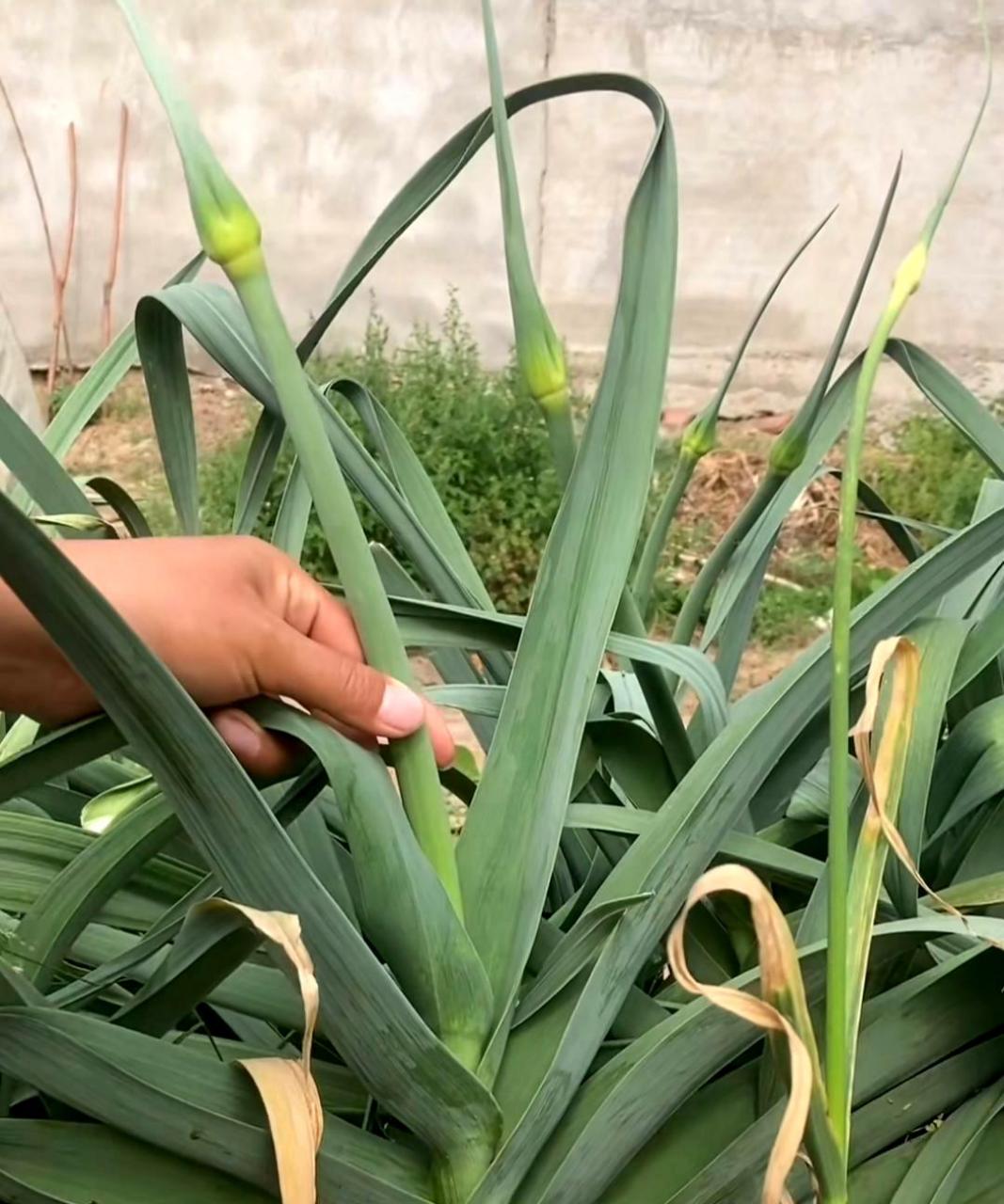 你尝试过这么粗的蒜苔吗?它和小手指差不多粗!