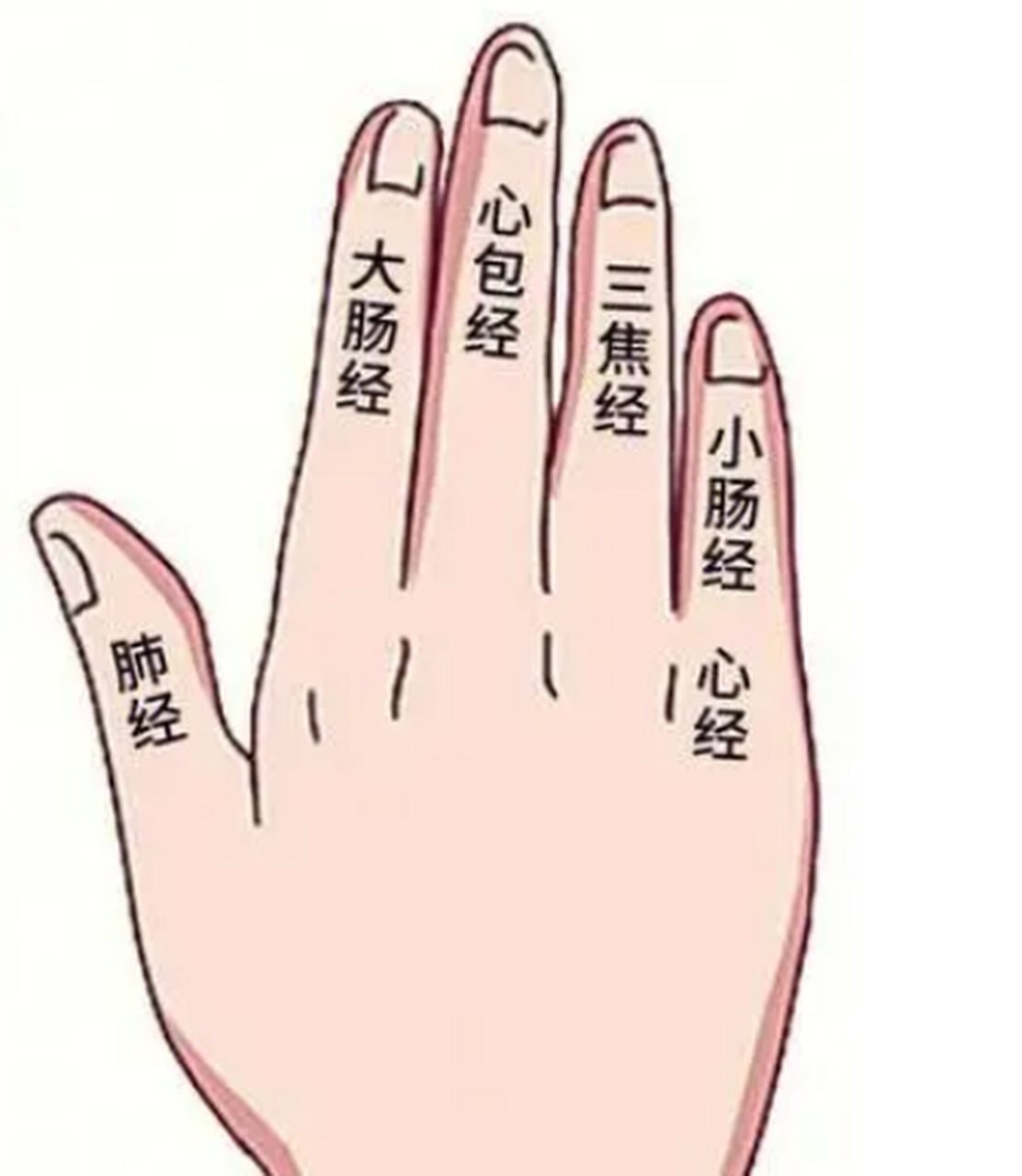 1,刮拇指——沿指尖的方向刮  对应:肺经  好处:缓解咳嗽气喘