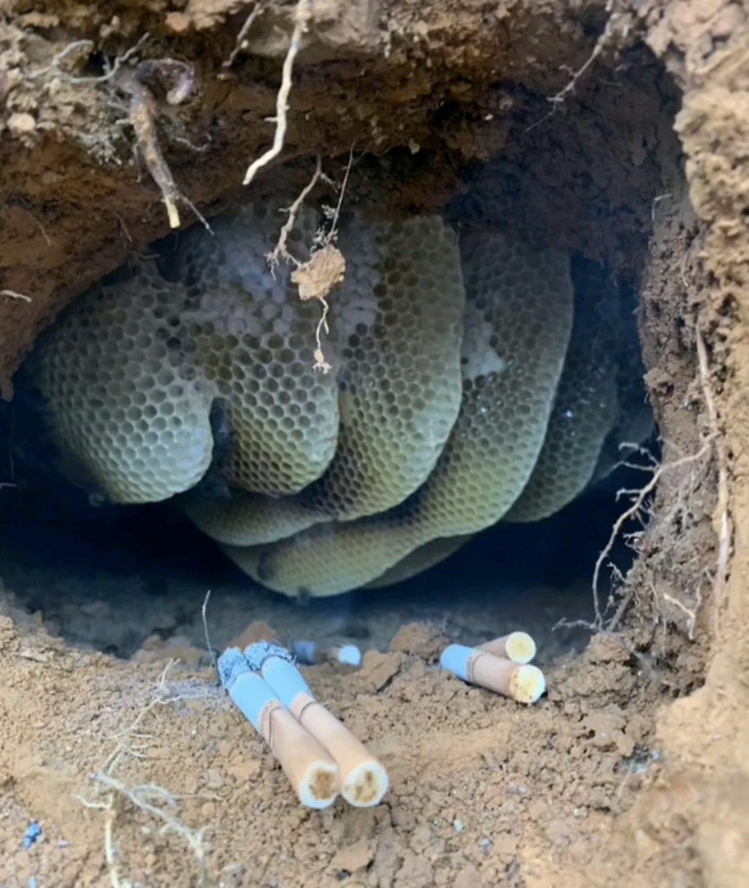 土里的马蜂窝都说有毒,今天下地无意间发现的,带回家不知道有没有事啊