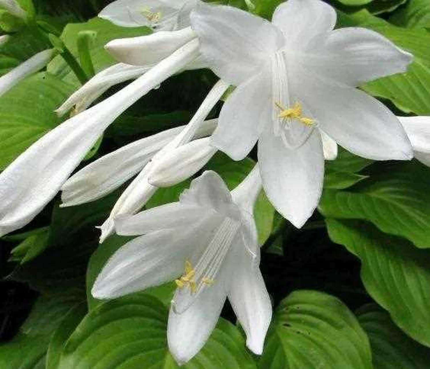 玉簪花又叫白鹤花,花朵好像白鹤一样,洁白素雅,芳香宜人