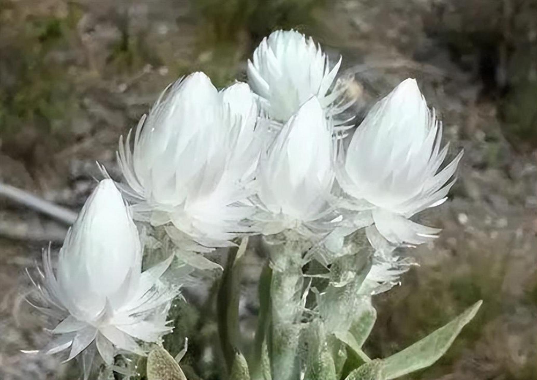 长相奇特的50种花:旱雪莲产于南非,是美丽至极的妖精花